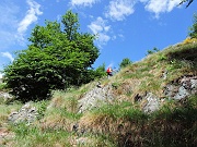 Lasciato il bosco di faggi il tratto finale per il Torriggia Vetta